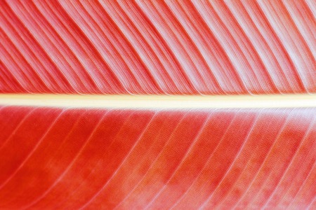 A Tropical leaf trend color Live coral, close up, texture, backgroundの写真素材