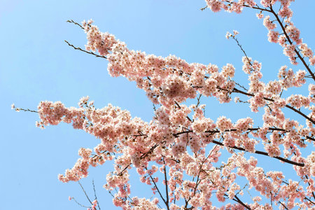 A Flowering sakura branches close up. A Spring background. Toned