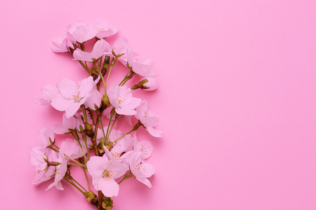 A branch of cherry blossoms on a pink background, copy spaceの写真素材