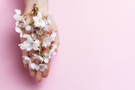 A sakura branch in female hand on pink background, copy spaceの写真素材