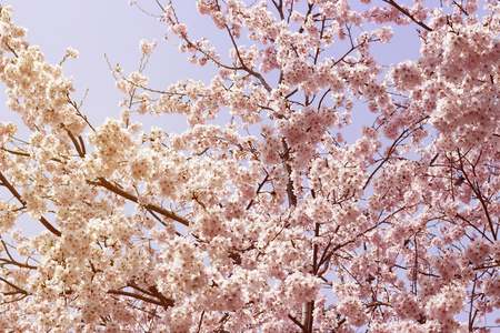 A Flowering sakura branches close up. A Spring background. Tonedの写真素材