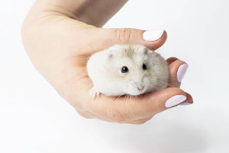 Female hand holds a small fluffy hamster close-up on a white background.の写真素材