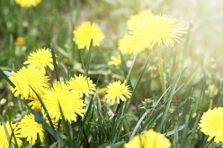 a Yellow Dandelions close up, a summer green background, tonedの写真素材