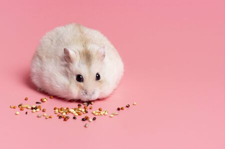 Dwarf fluffy hamster eats grain on a pink background, copy space.の写真素材