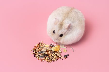 Dwarf fluffy hamster eats grain on a pink background top view, copy space.の写真素材