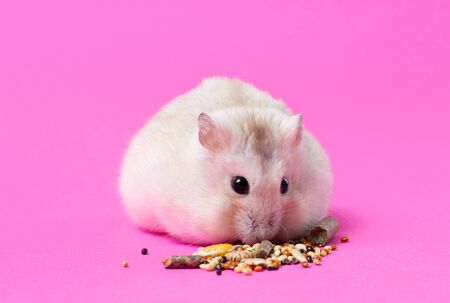 Dwarf fluffy hamster eats grain on a pink background, front viewの写真素材