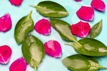 Rose petals and green leaves against the background of blue water, natural backgroundの写真素材