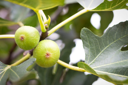 The fig fruit grows on branch close up, natural background.