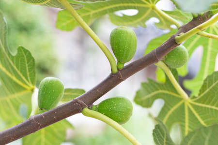 Green figs growing on a branch close up, natural background.の写真素材