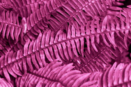 A fern leaves of trendy color magenta purple close up.