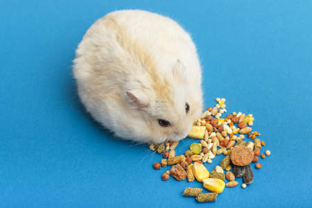 Dwarf fluffy hamster eats grain on blue background, top viewの写真素材