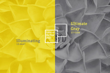 Succulents trendy color of the year 2021 Illuminating and Ultimate gray.