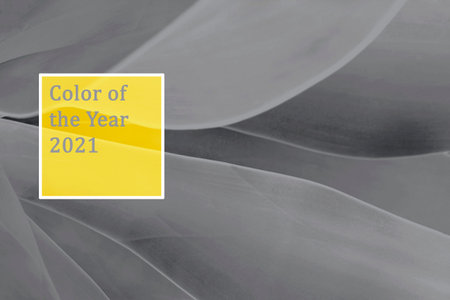 Tropical leaves trendy yellow and gray, concept of color 2021