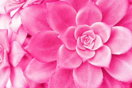 Texture of pink succulent close-up top view, natural background.の写真素材