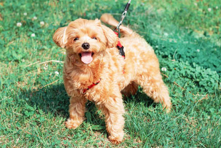 Small brown maltese dog on a green grass close up front view.の写真素材