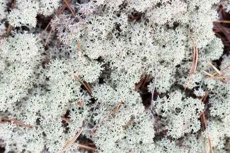 Texture of white dry moss in the forest close-up, natural background.