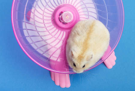 Dwarf furry hamster on plastic wheel on blue background.の写真素材