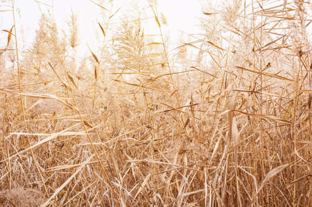 Dry pampas grass close-up, natural textures and background.の写真素材