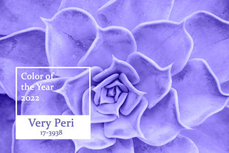 Inscription color of the year 2022 on purple succulent close-up.の写真素材