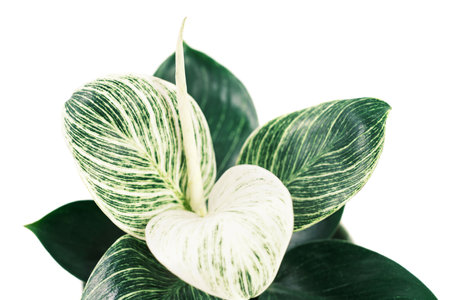 Indoor green plant philodendron birkin on white background close-up.の写真素材