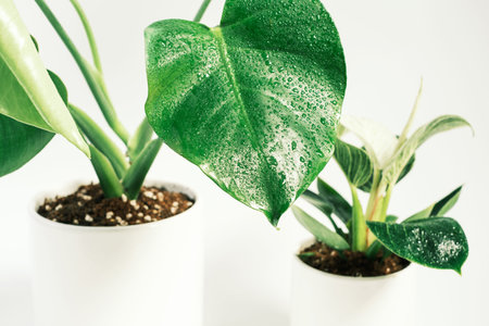 Green plant philodendron birkin and monstera in pot on white background close-up.