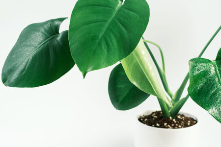 Green plant monstera in pot on white background close-up.