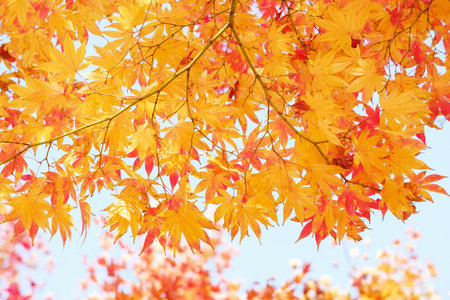 A maple trees with yellow leaves against sky, natural autumn background.