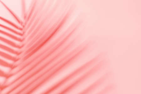 Shadow from tropical palm leaf on pink background, summer concept.の写真素材