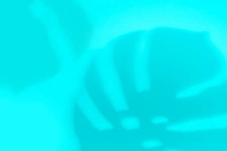 Shadows from monstera leaves on blue background close-up.の写真素材