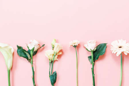 Carnation and gerbera roses on pink background close-up, copy space.の写真素材