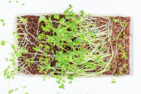 Sprouts of microgreens in a pot on white background top view.の写真素材