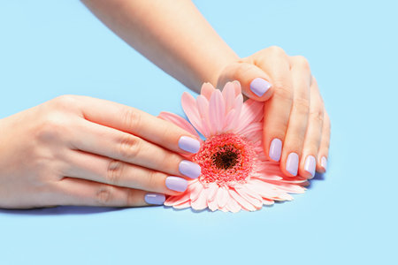 Female hands with violet manicure and flower on blue background.の写真素材