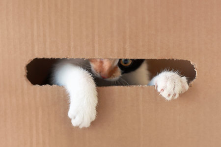 Kitten sticks out the paw from the cardboard box, close-up.の写真素材