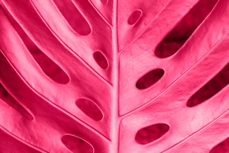 Tropical leaf close-up, trending color concept of the year 2023 Viva Magenta.の写真素材