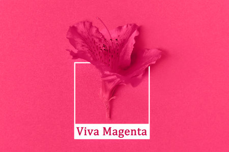 Purple azalea flower in trending color of year 2023.の写真素材