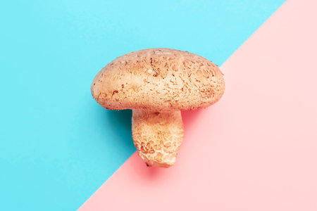 Shiitake mushroom on pink and blue background close up, top view.の写真素材