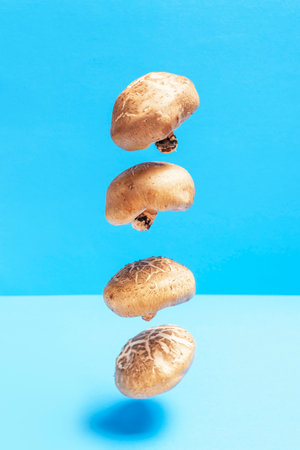 Levitation of shiitake mushrooms on blue and light blue background close -up.の写真素材