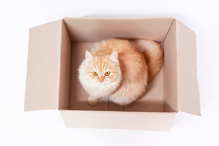 Ginger fluffy tabby cat sitting in a cardboard box on a white background, top view.の写真素材