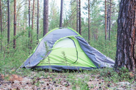 Green tent in forest among pine trees, camping concept.の写真素材