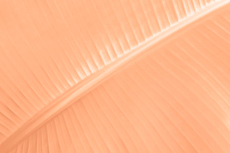 Tropical banana leaf close up in trending peach color.の写真素材