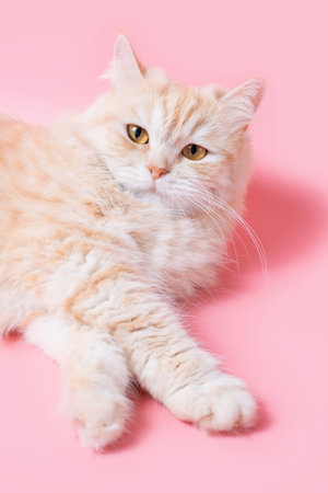 Portrait of fluffy ginger cat on pink background close-up.の写真素材