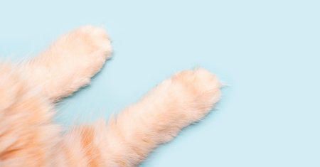 Cute ginger cat paws on blue background close-up top view, copy space.の写真素材