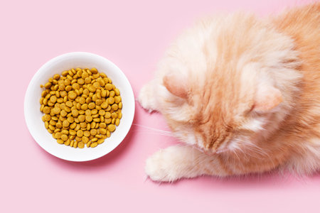 Fluffy striped ginger cat eats meat food from white bowl on a pink background close-up, top view.の写真素材