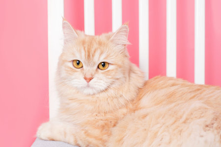 Red tabby cat lying on chair on pink background close up side view.の写真素材