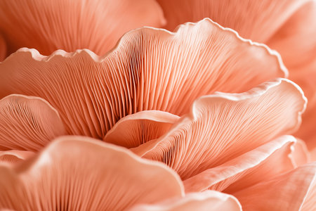 Close-up of coral oyster mushrooms.の素材