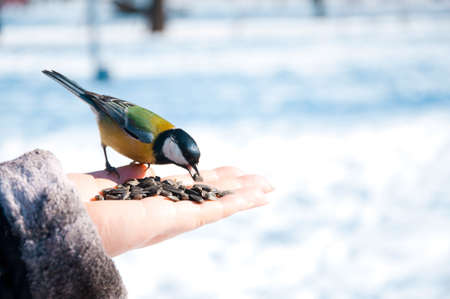 Tomtit on a handの写真素材