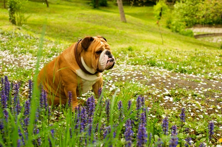 English Bulldogの写真素材