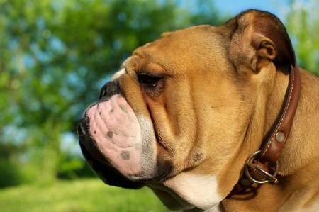 English Bulldogの写真素材