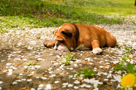 English Bulldogの写真素材