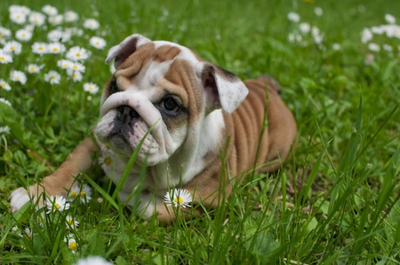 English bulldog puppyの写真素材